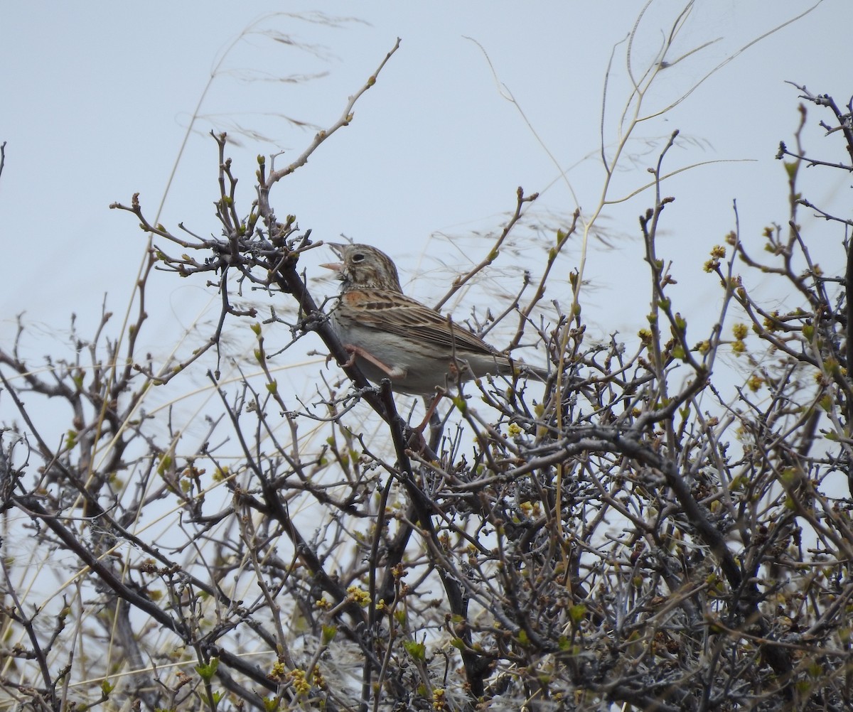 Vesper Sparrow - ML158498571