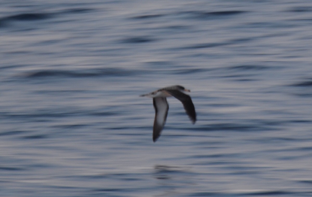 Cory's Shearwater - ML158498651