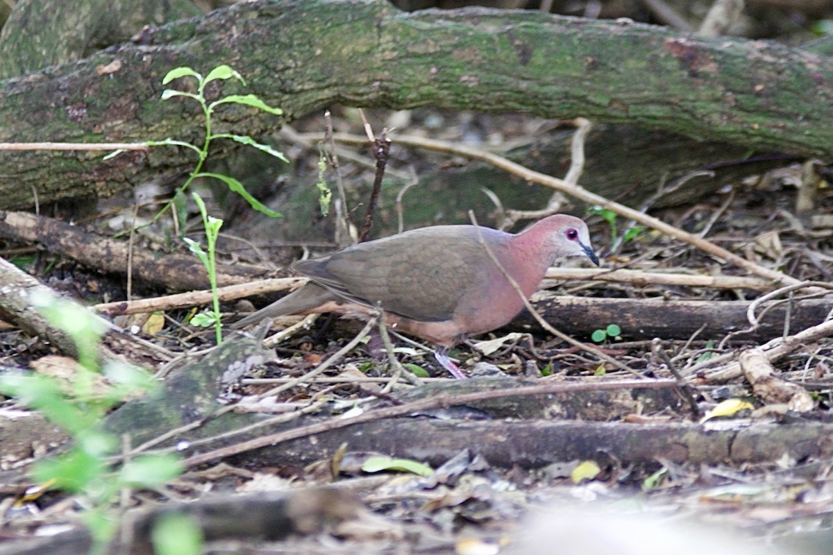 Paloma Caripálida (larvata/bronzina) - ML158498661