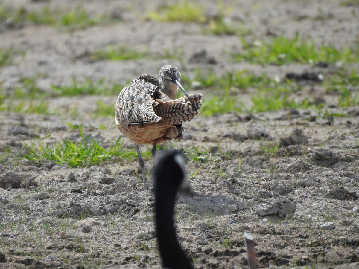 Long-billed Curlew - ML158498711