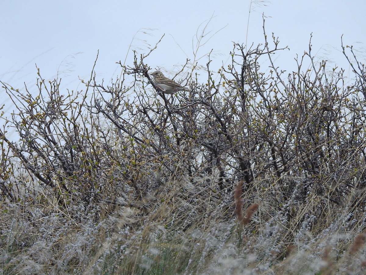 Vesper Sparrow - ML158498811