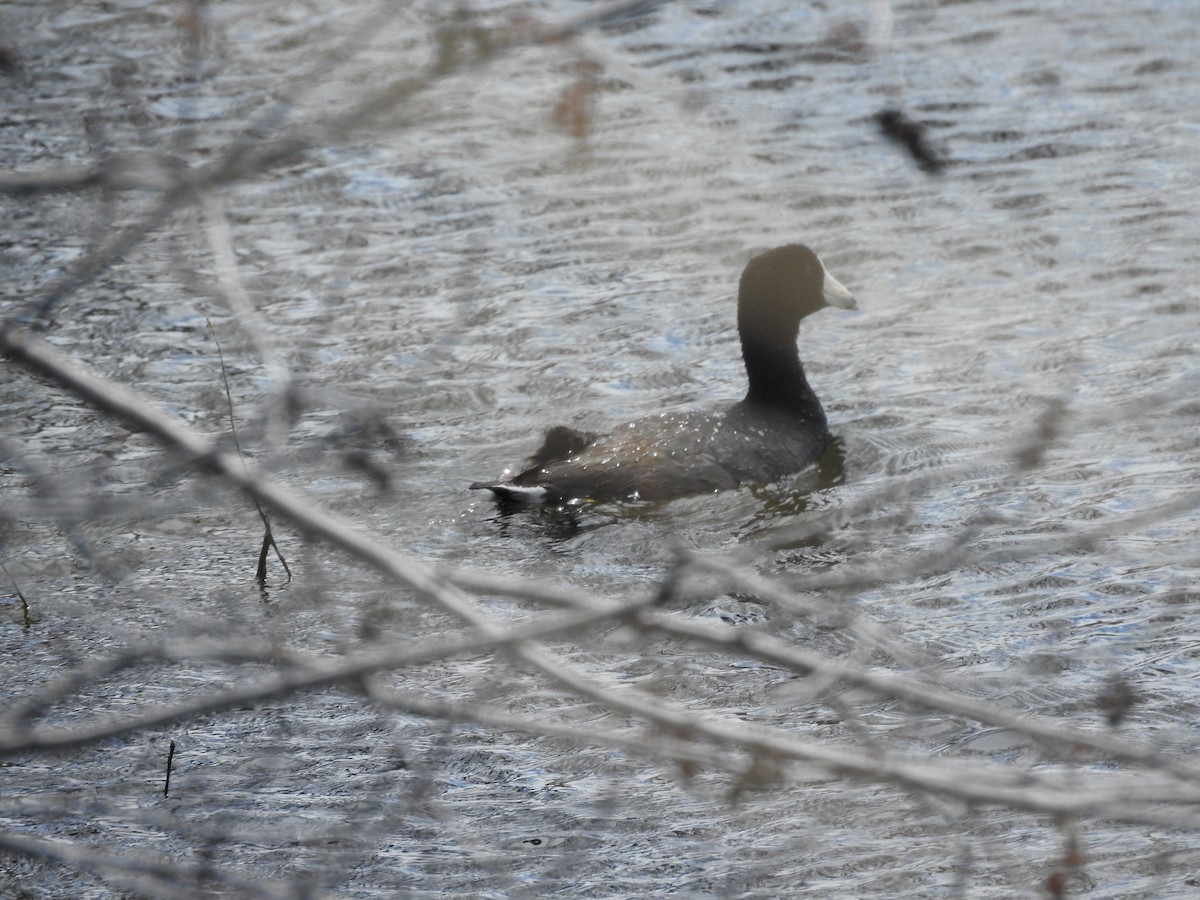 American Coot - ML158499101