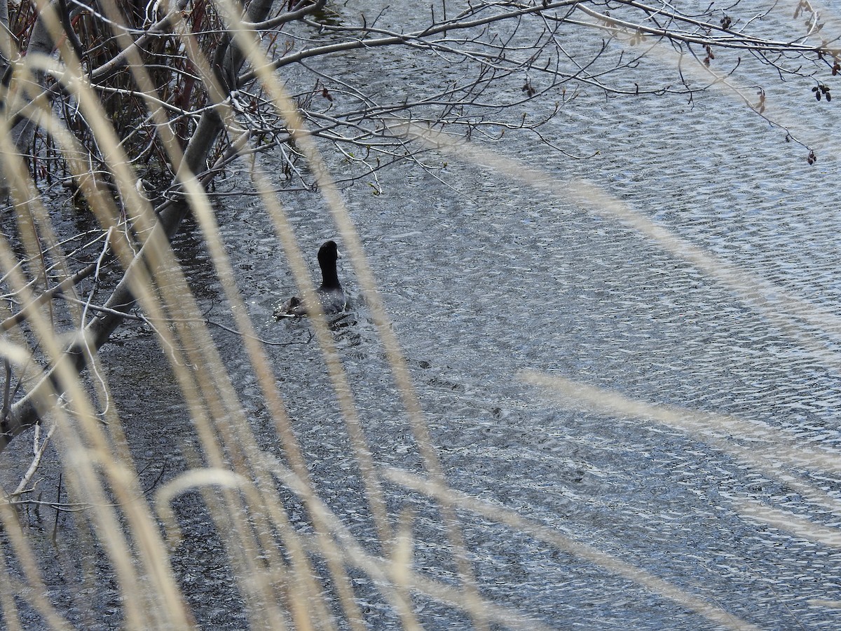 American Coot - ML158499111