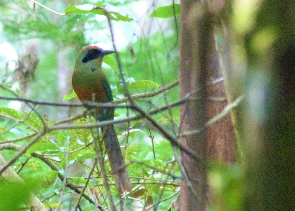 Rufous-capped Motmot - ML158500161