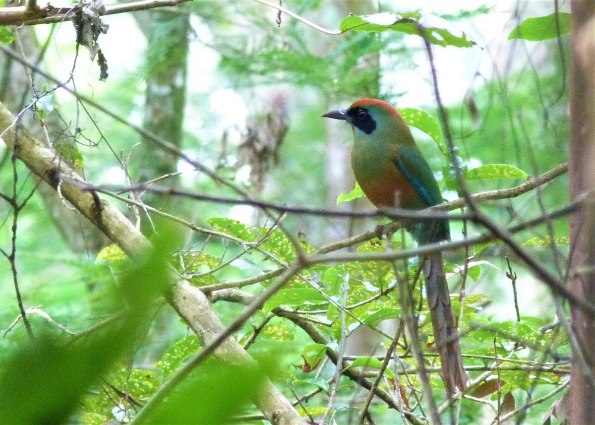 Rufous-capped Motmot - ML158500171