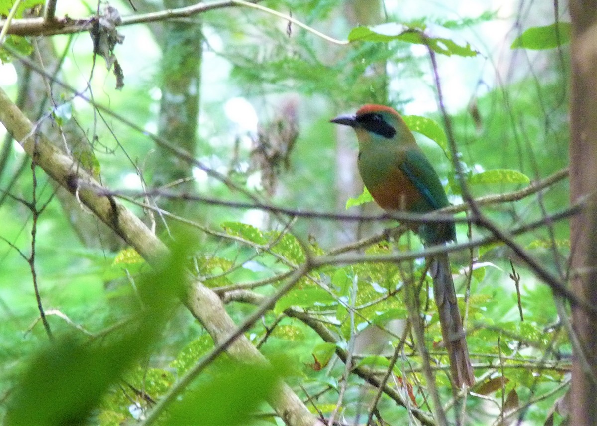 Rufous-capped Motmot - ML158500191