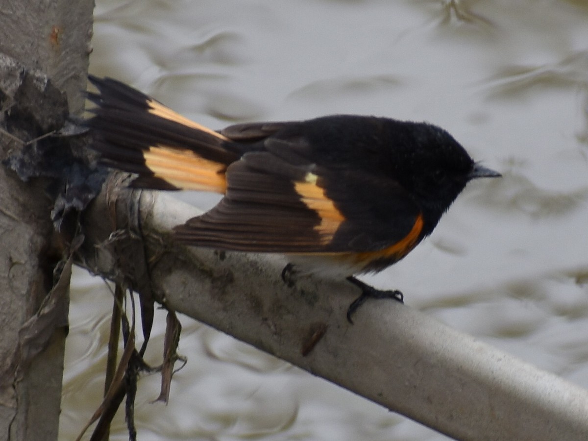 American Redstart - ML158500711