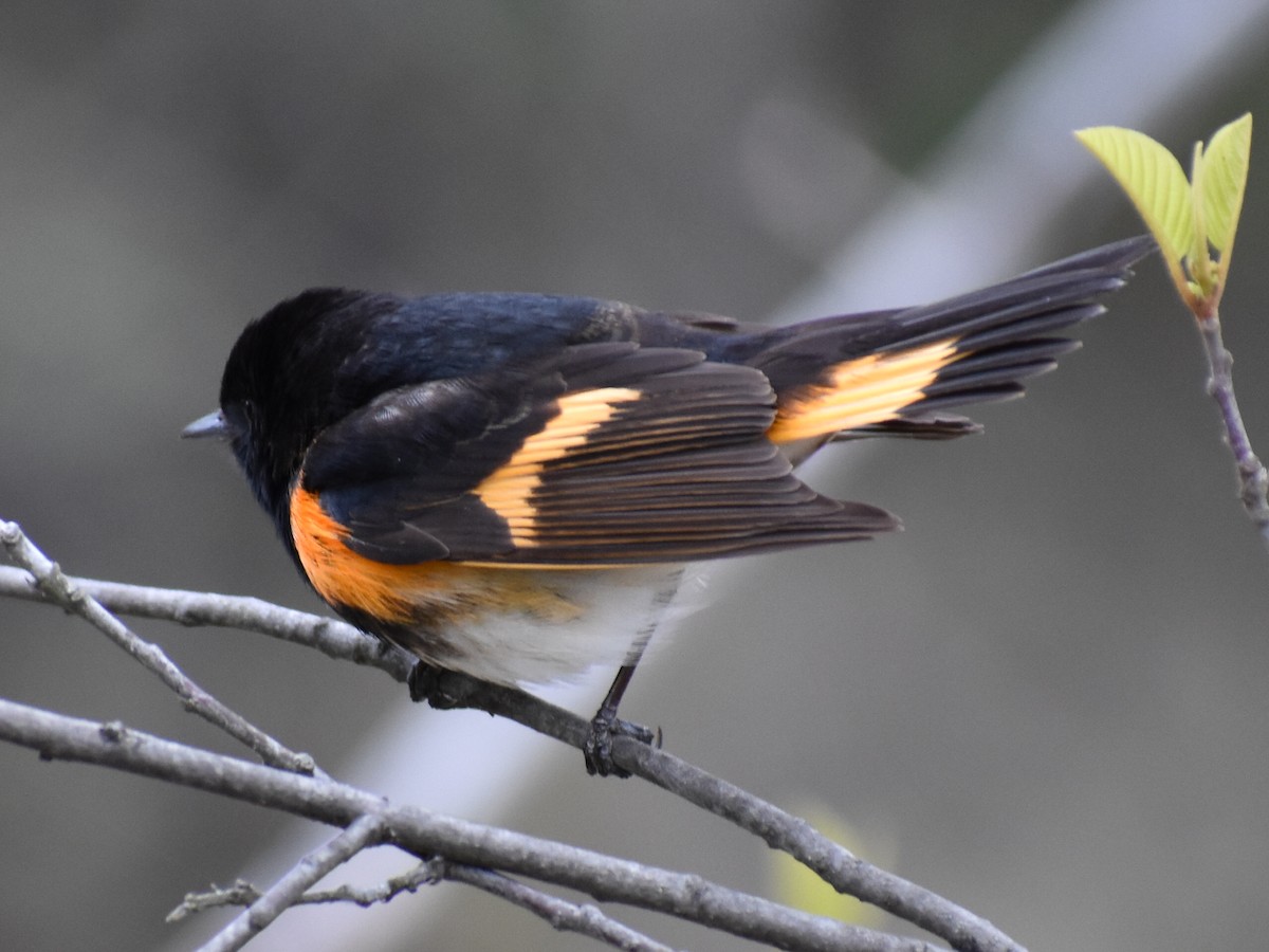 American Redstart - ML158500731