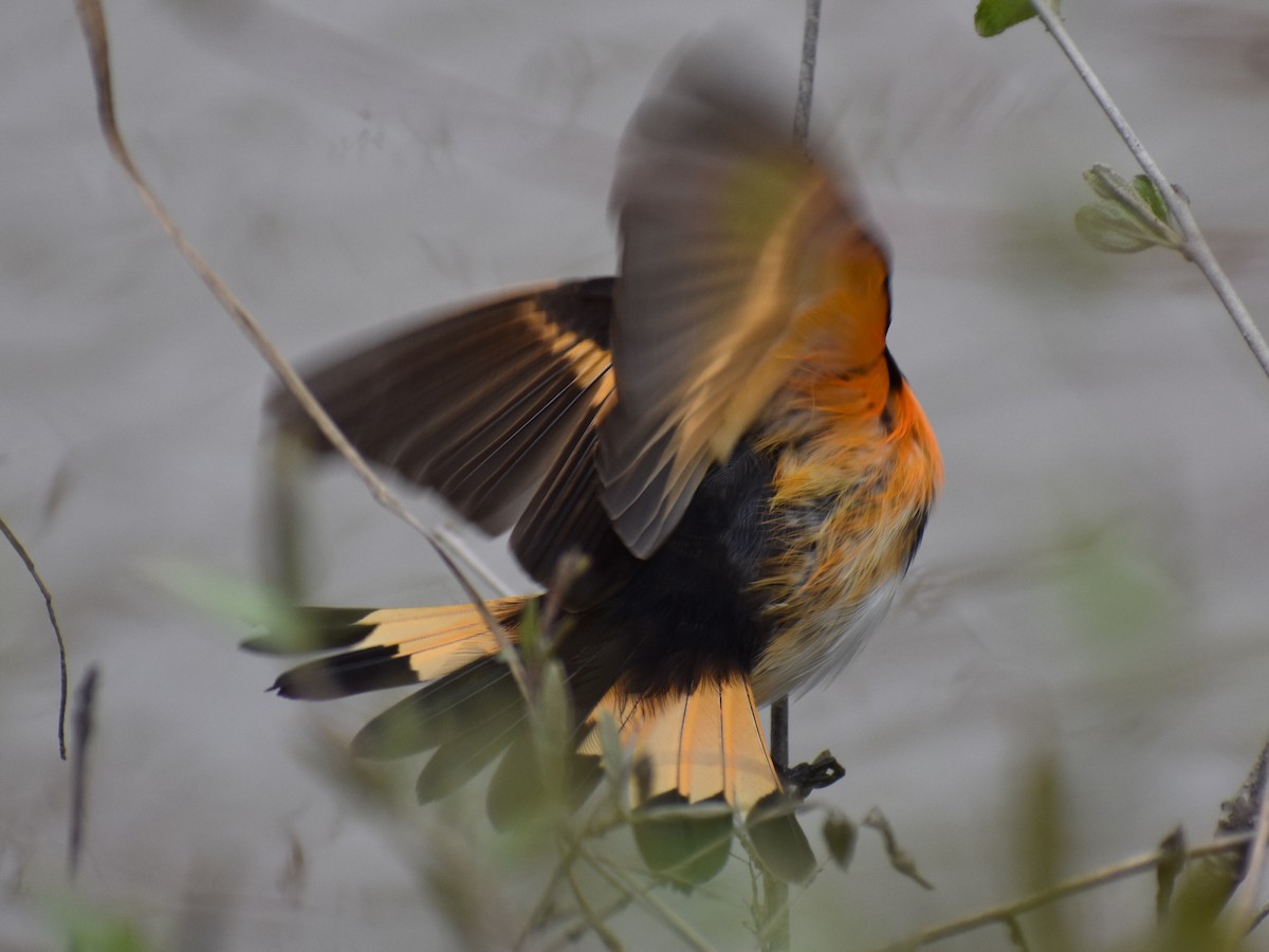 American Redstart - ML158500741