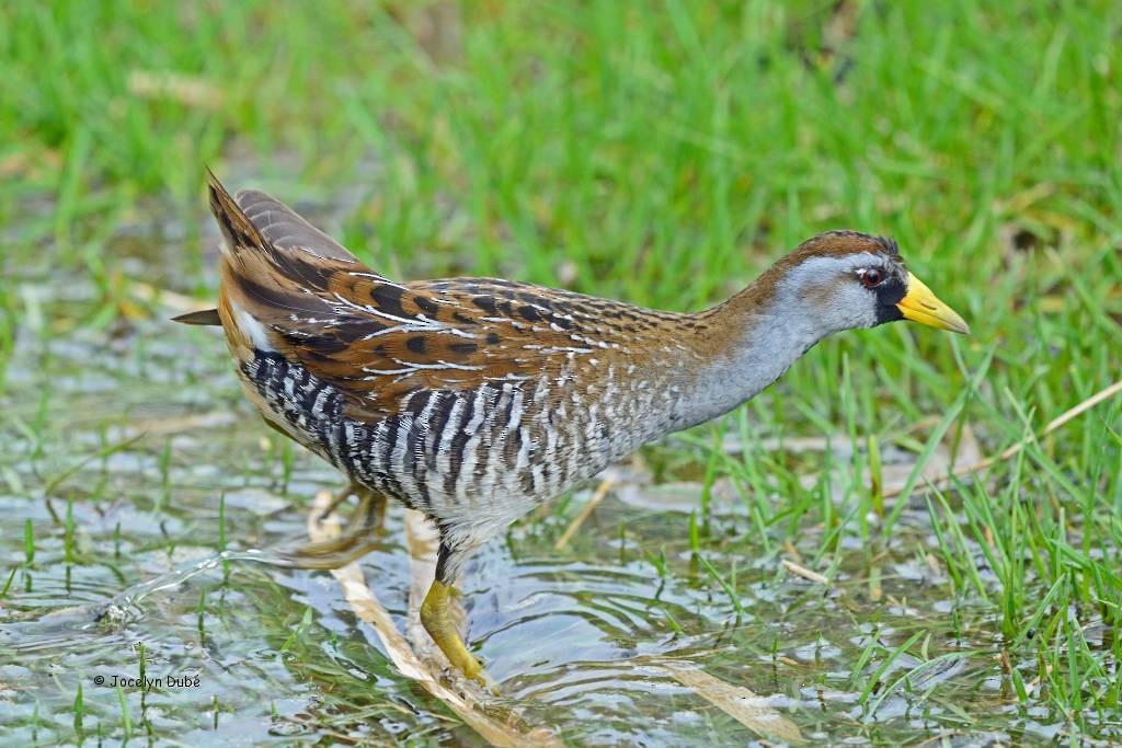 Sora - Jocelyn Dubé