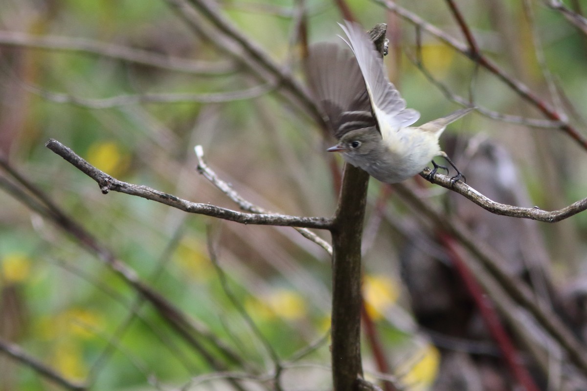 Least Flycatcher - Frank Pinilla