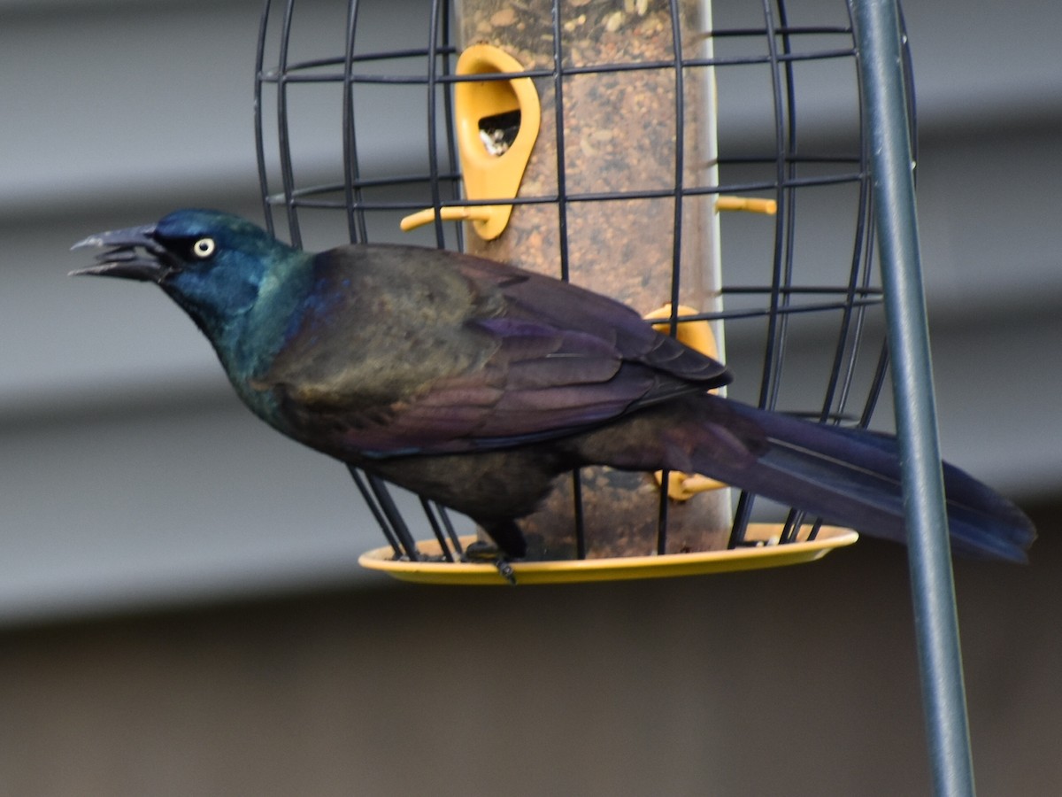 Common Grackle - ML158501971