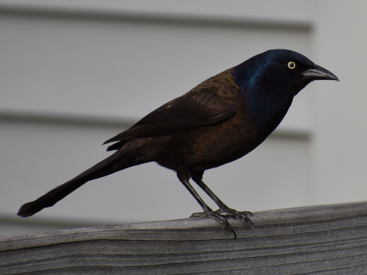 Common Grackle - ML158501981