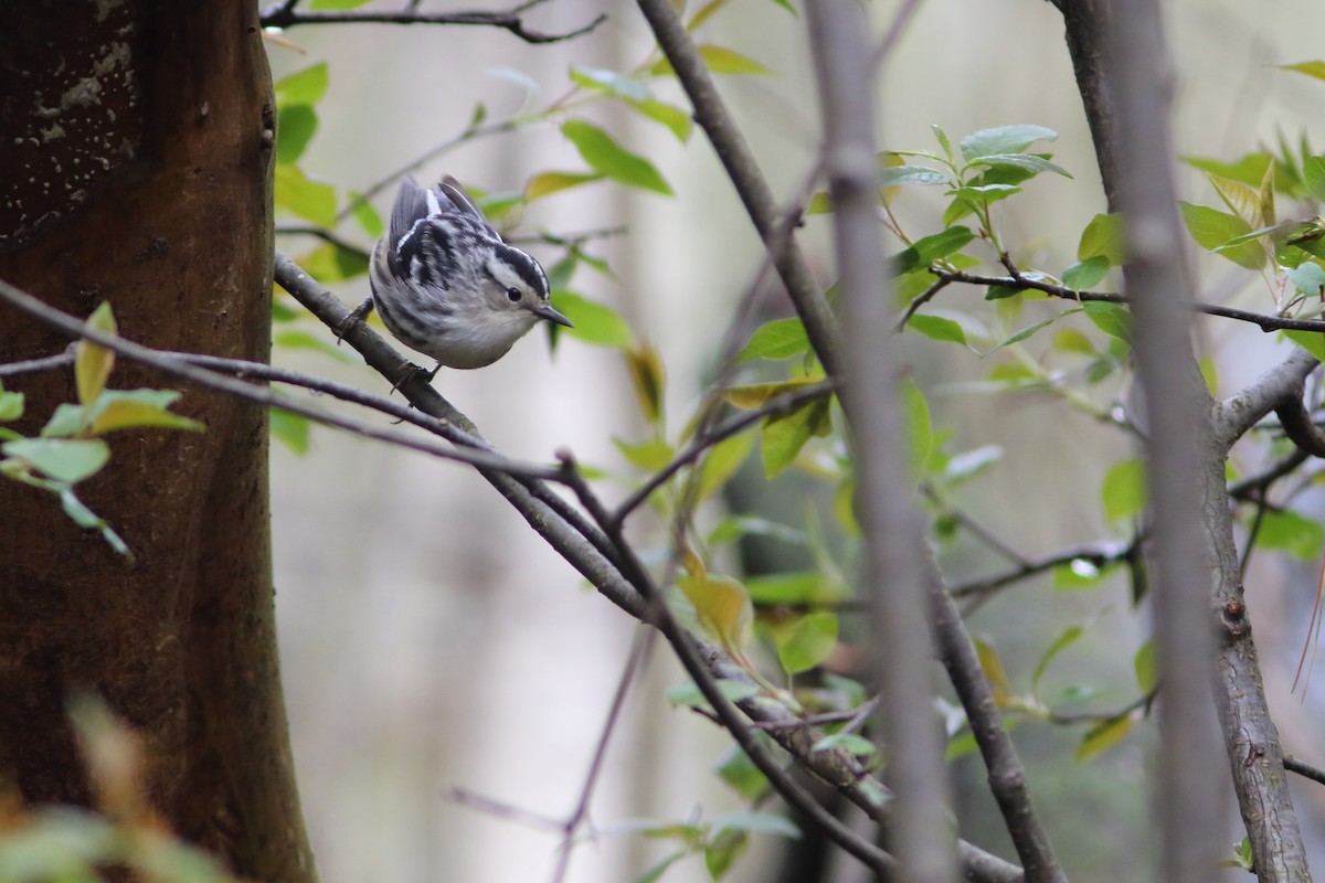 Paruline noir et blanc - ML158502151