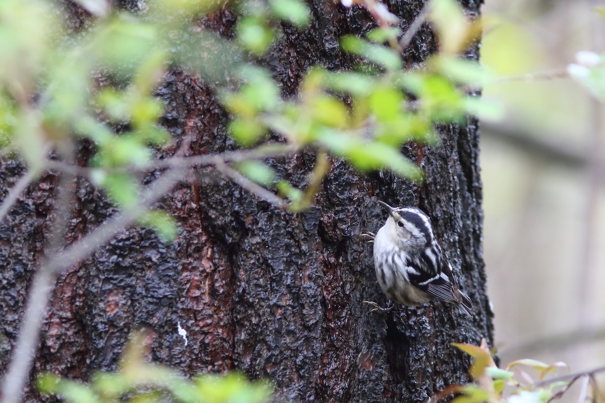 Black-and-white Warbler - Frank Pinilla