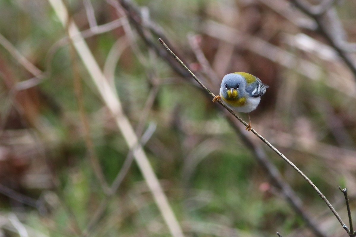 Parula Norteña - ML158502511