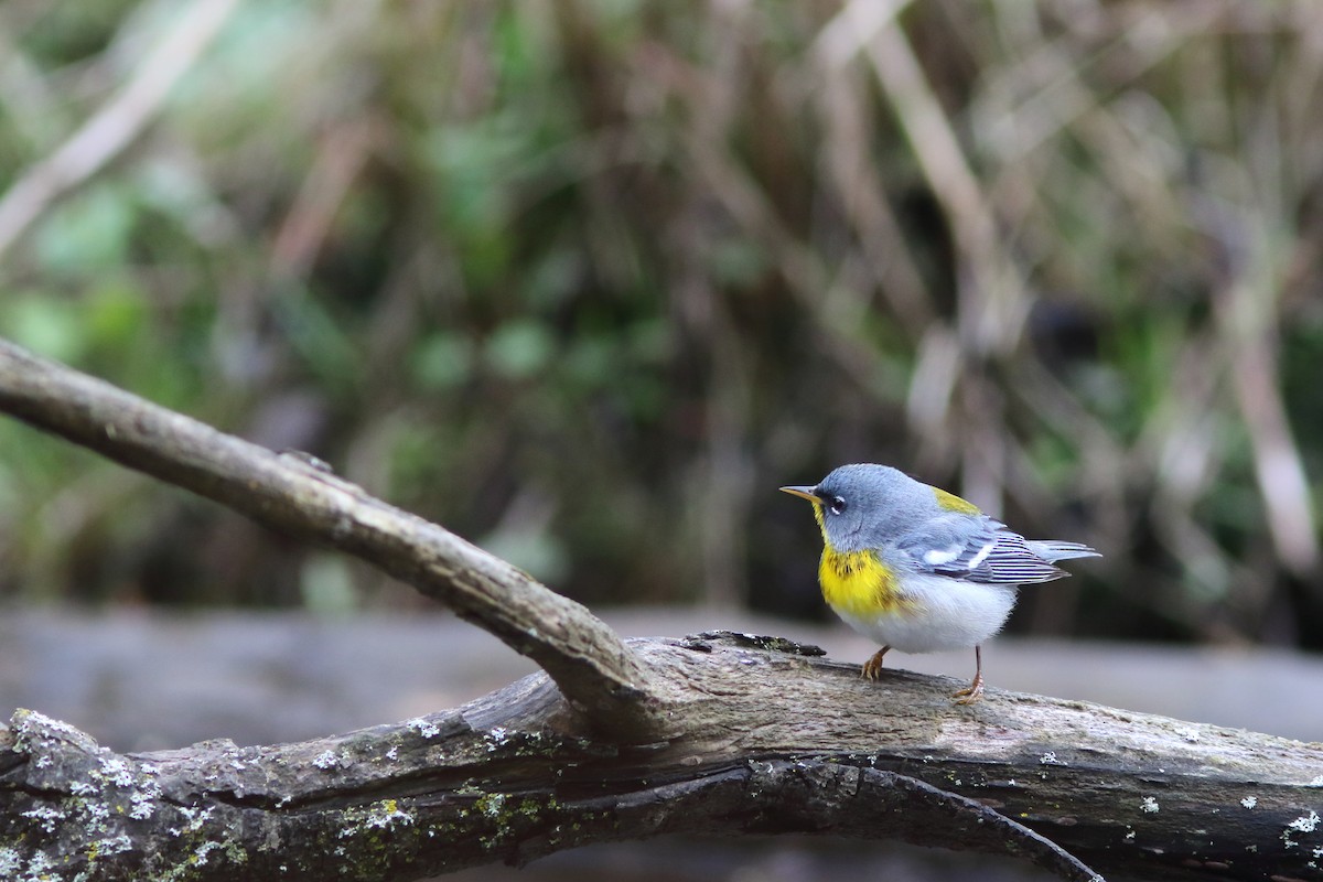 Northern Parula - ML158502521