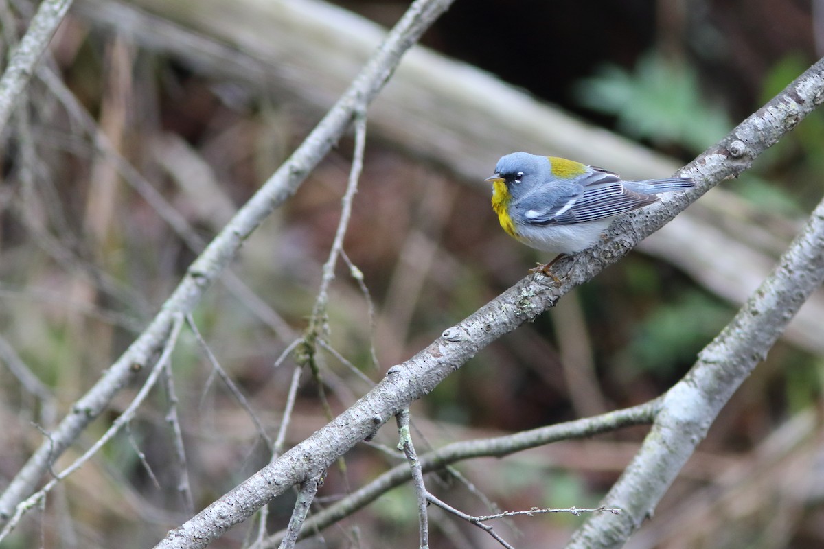 Northern Parula - Frank Pinilla