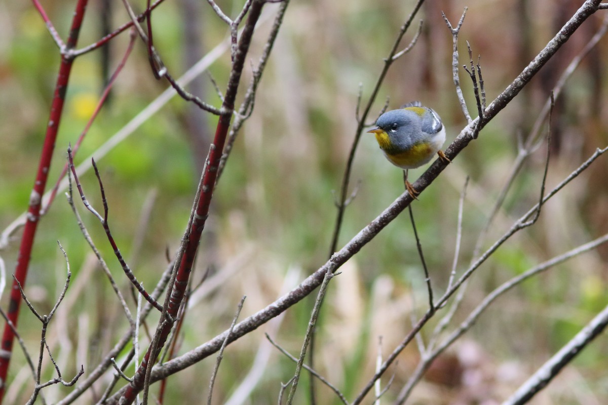 Northern Parula - ML158502591