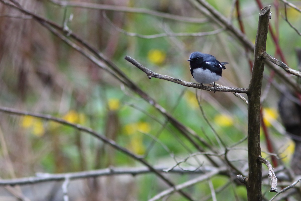 Paruline bleue - ML158502971