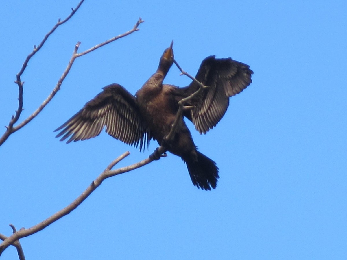 Double-crested Cormorant - ML158503631