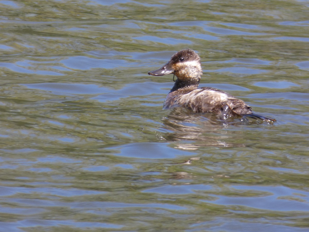 Ruddy Duck - ML158504281