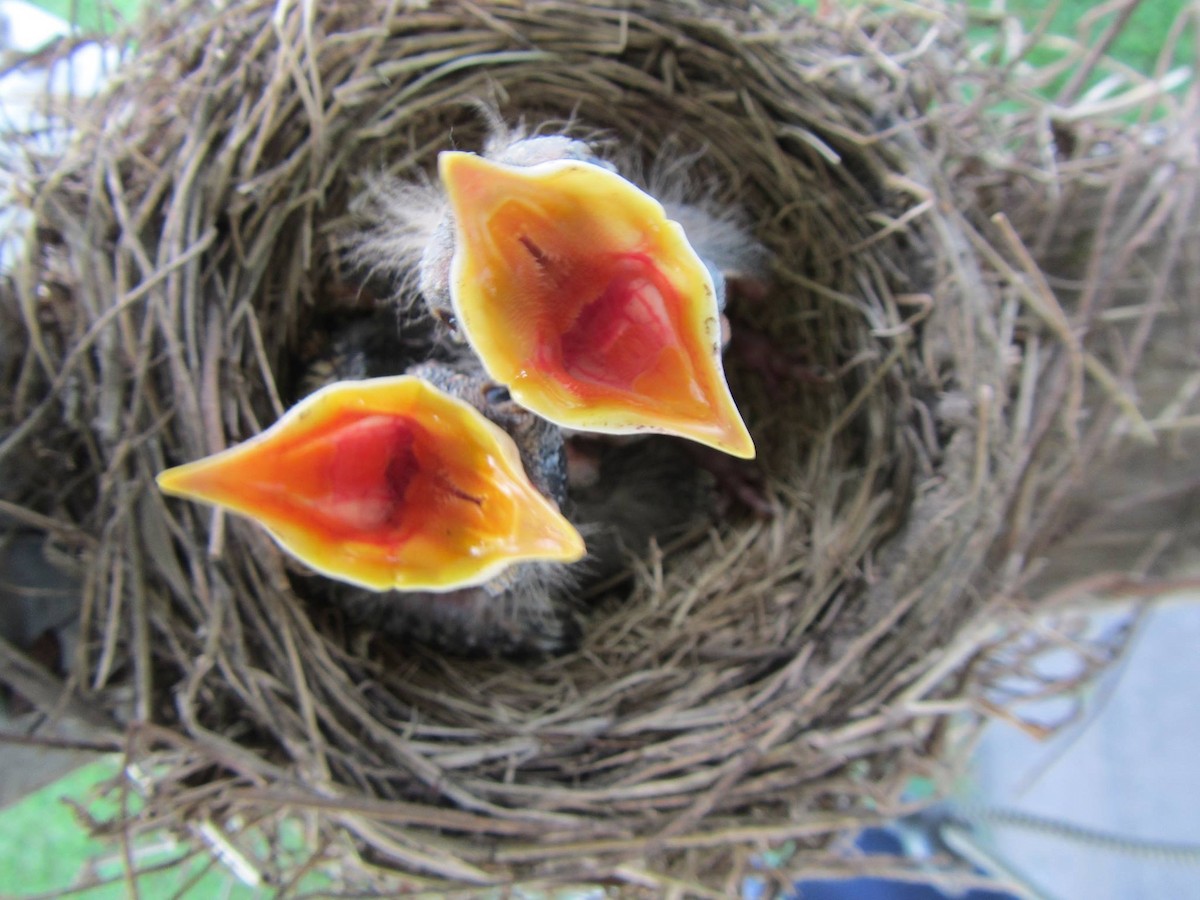 American Robin - ML158504581