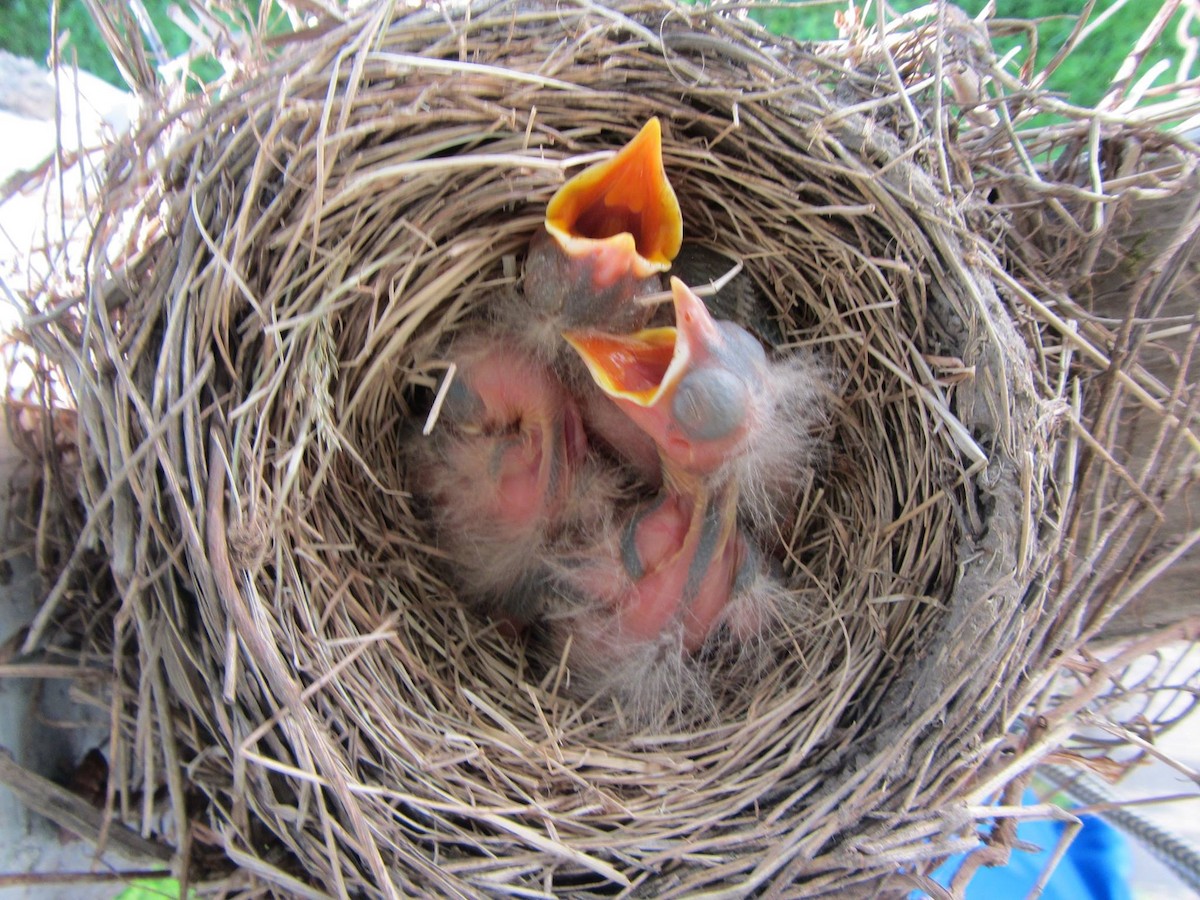 American Robin - ML158504611