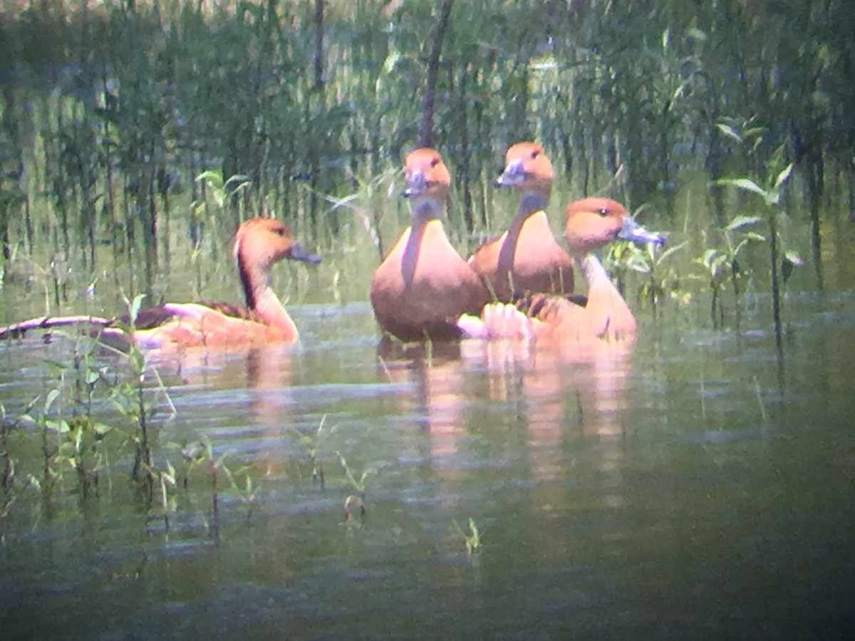 Fulvous Whistling-Duck - ML158505131