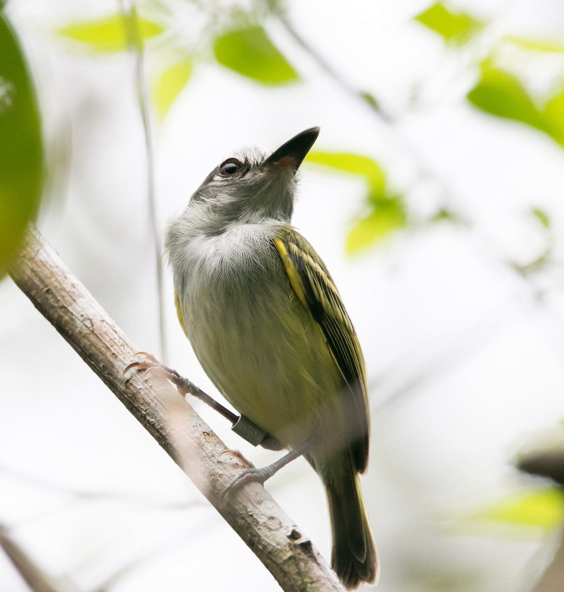 Slate-headed Tody-Flycatcher - ML158506001