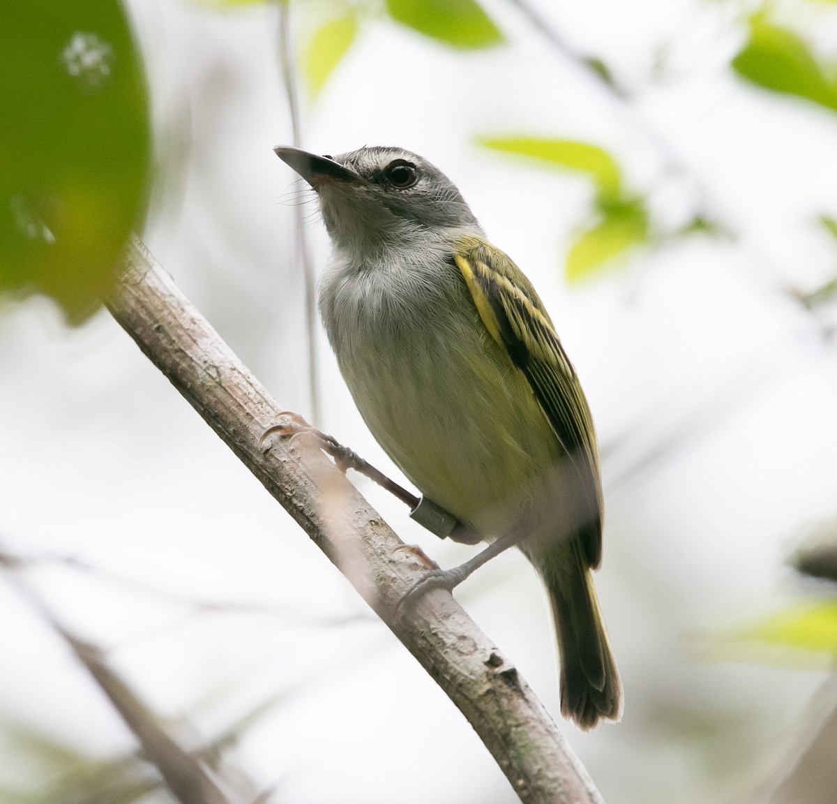 Slate-headed Tody-Flycatcher - ML158506051