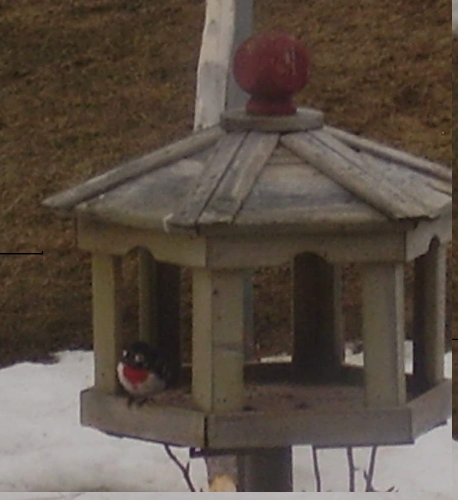 Cardinal à poitrine rose - ML158506211
