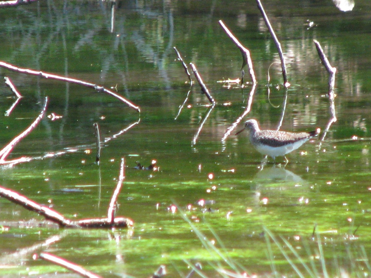 Solitary Sandpiper - ML158507931