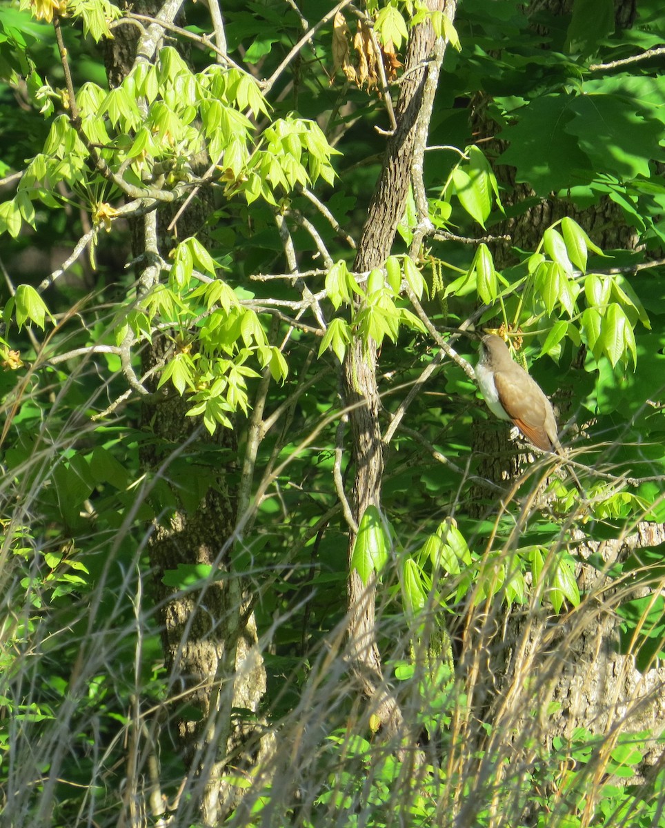 Yellow-billed Cuckoo - ML158508651