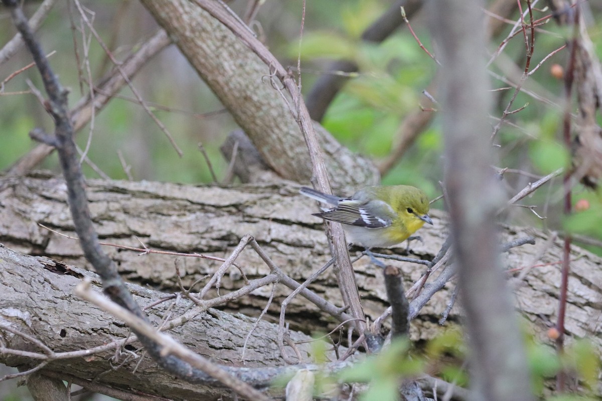 Yellow-throated Vireo - ML158509071