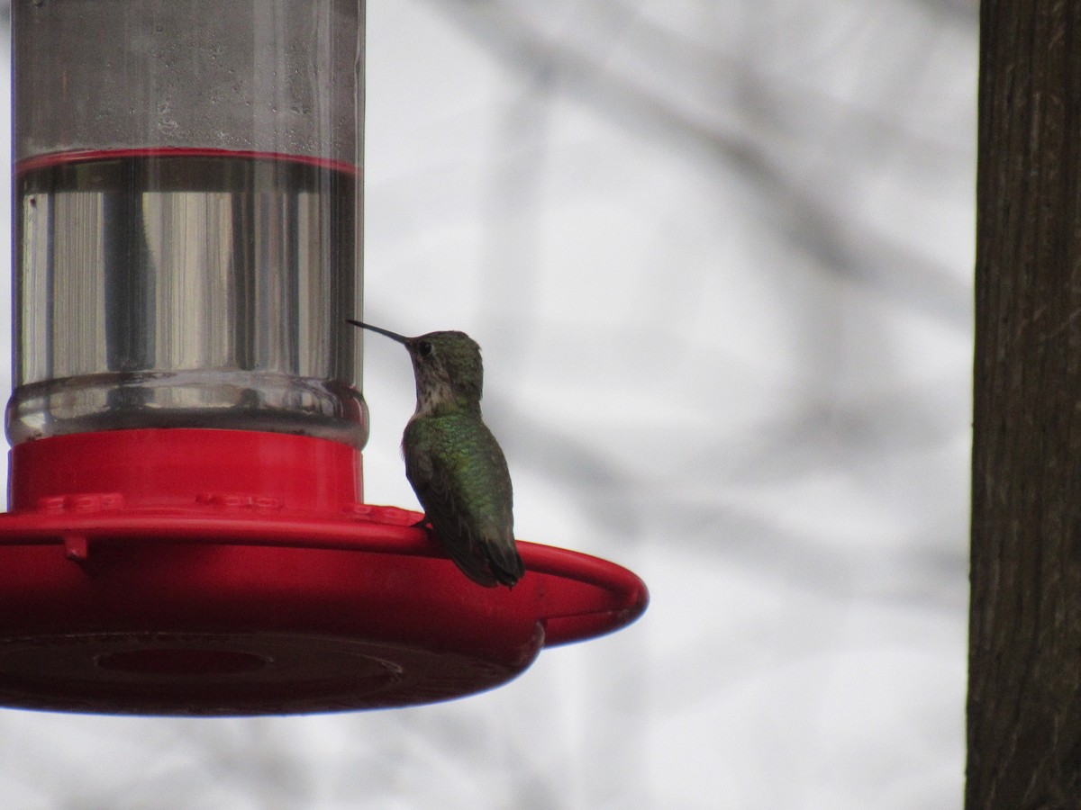 Colibrí Calíope - ML158509771