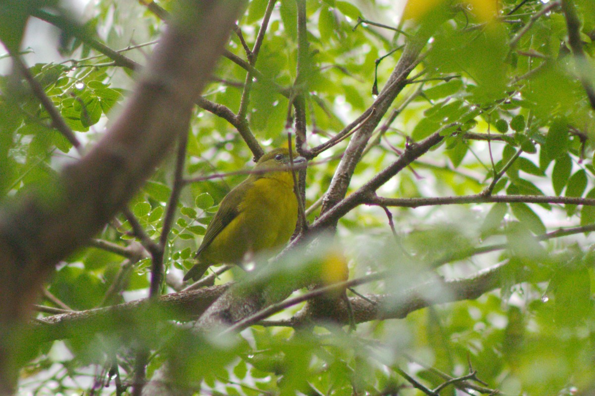 Thick-billed Euphonia - ML158510751