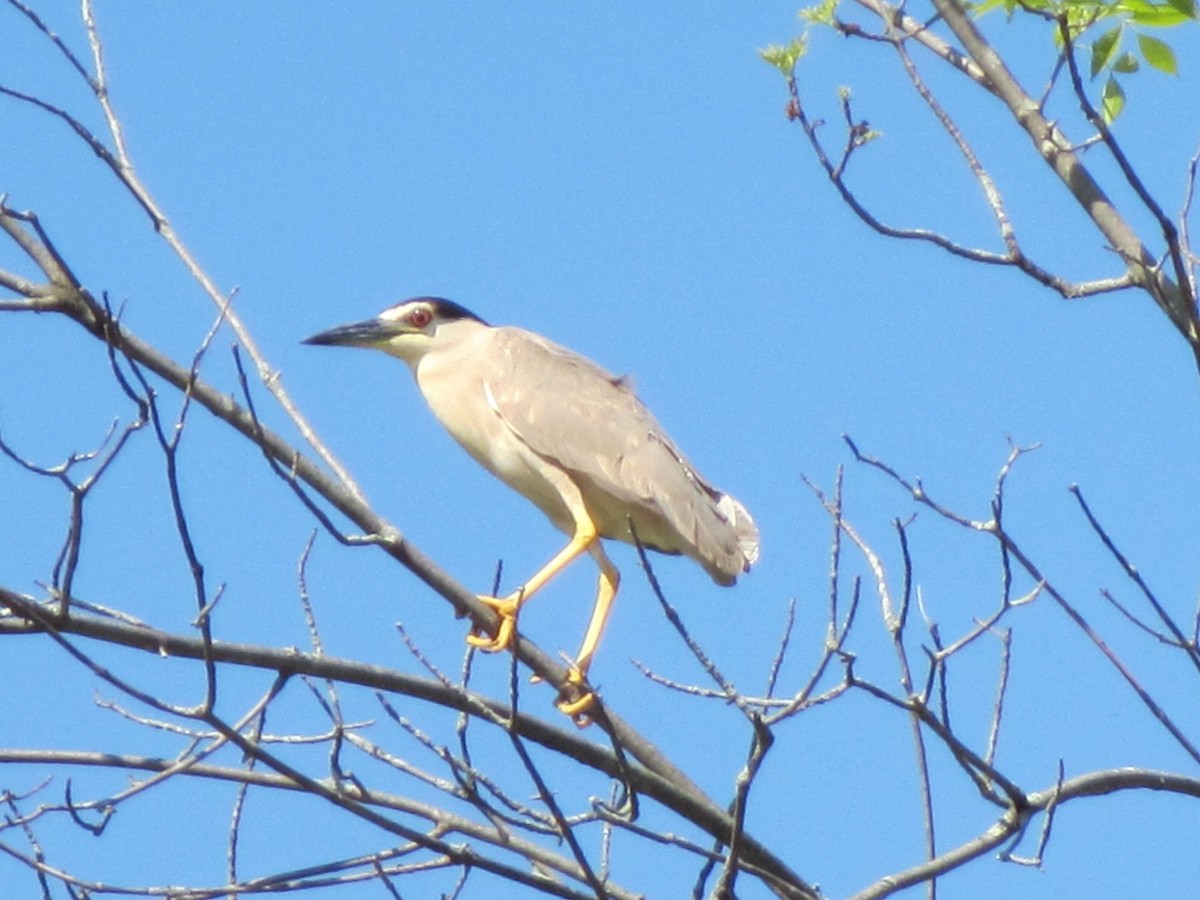 Black-crowned Night Heron - ML158511591