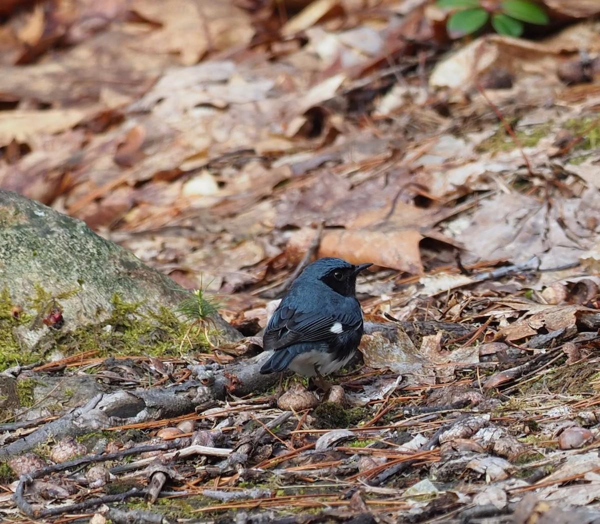 Black-throated Blue Warbler - Bob Foehring