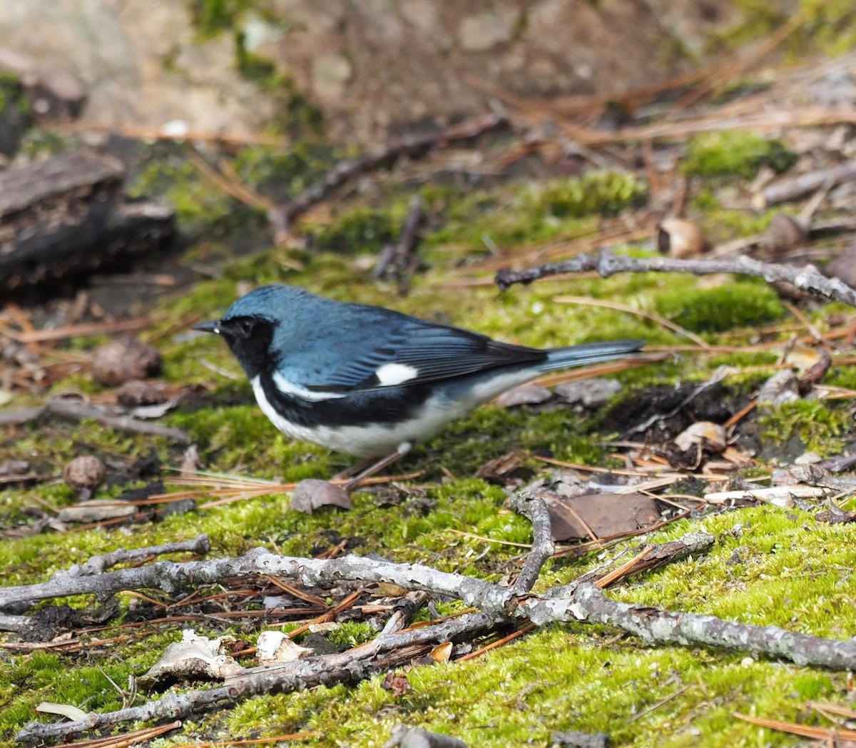 Blaurücken-Waldsänger - ML158512261