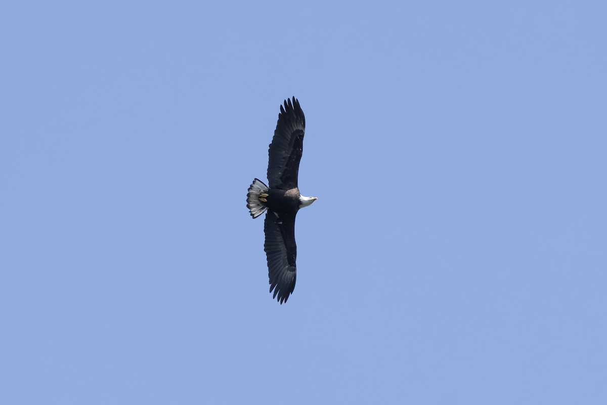 Bald Eagle - ML158512311