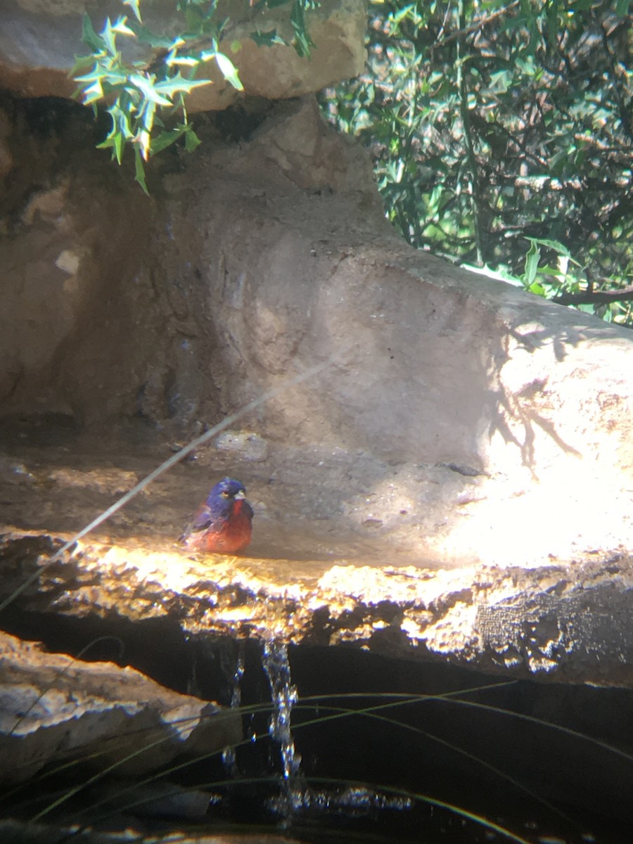 Varied x Painted Bunting (hybrid) - Will Schenck