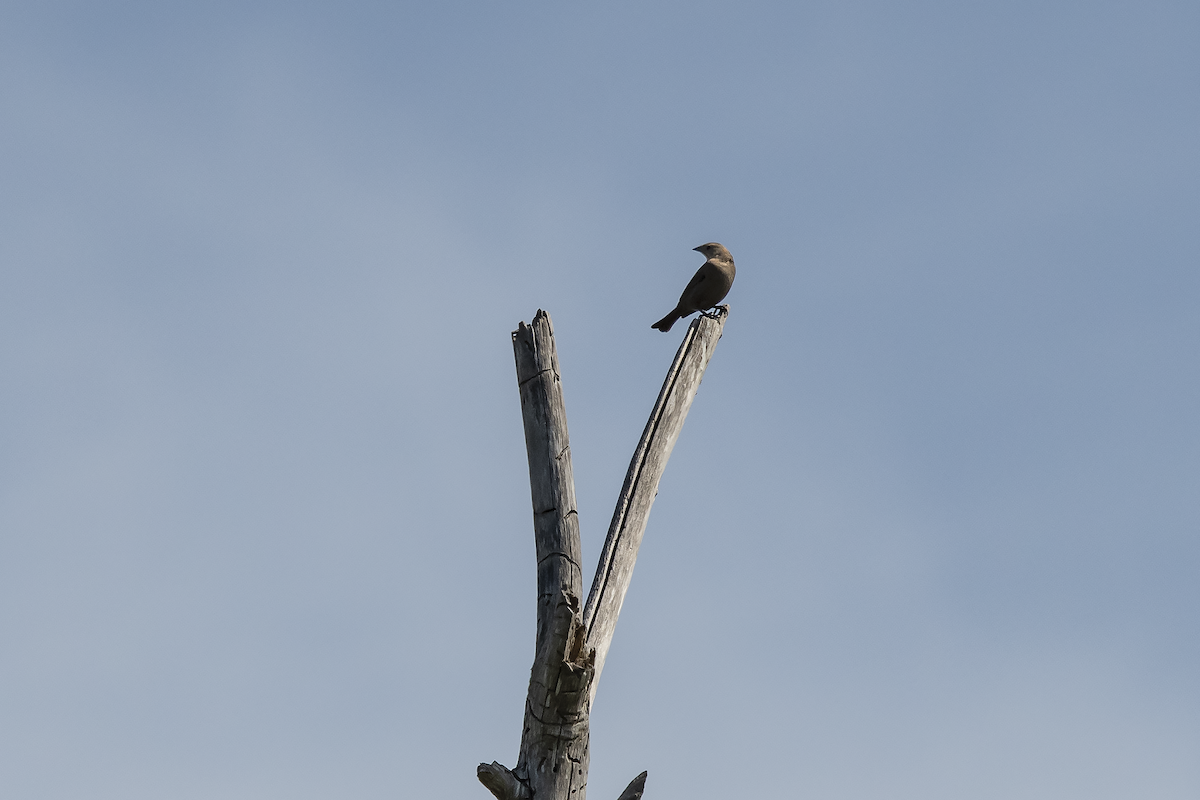 Brown-headed Cowbird - ML158513141