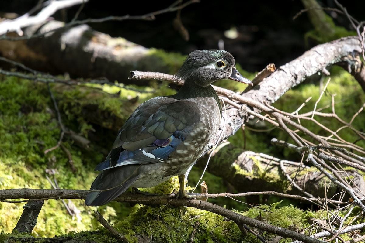 Wood Duck - ML158514531