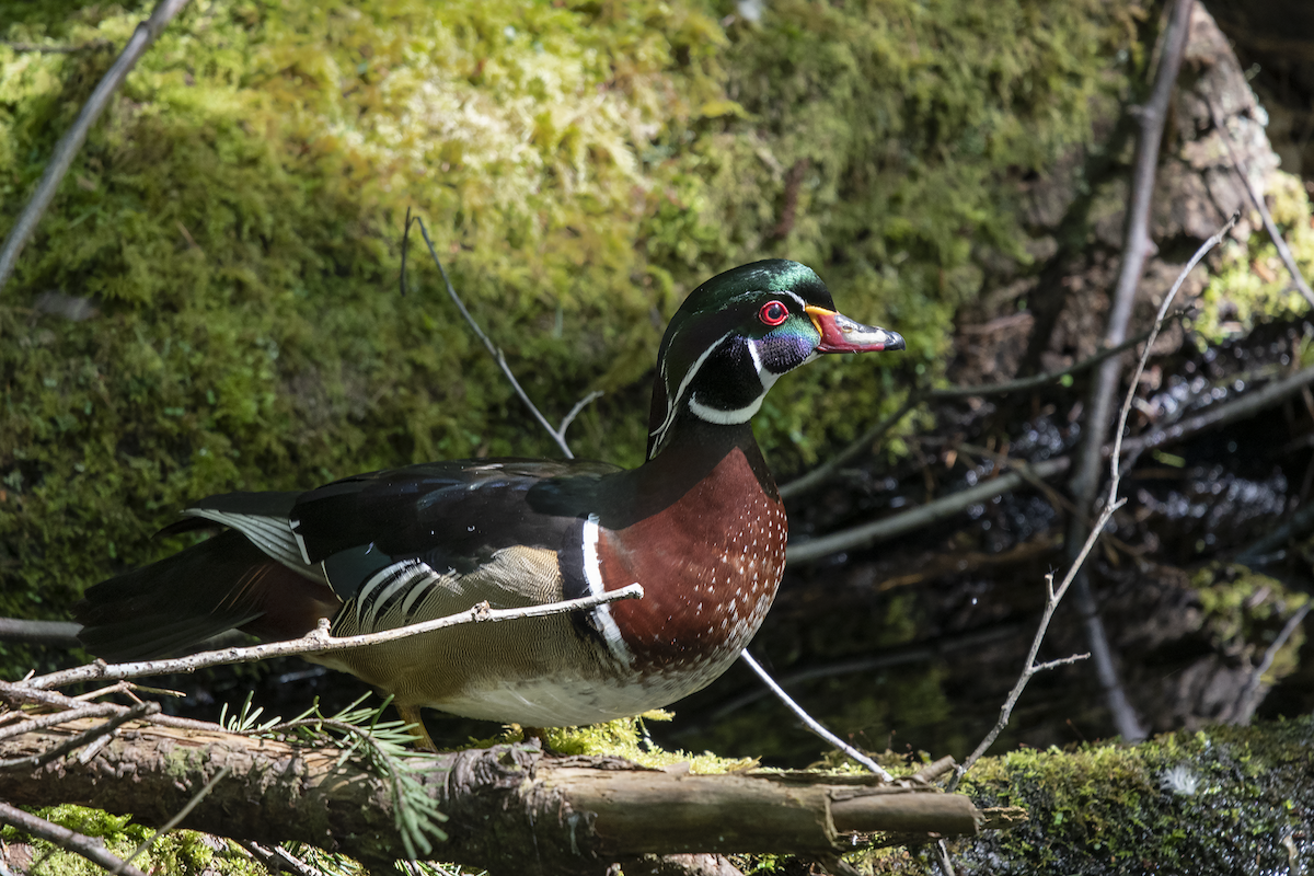 Canard branchu - ML158514561