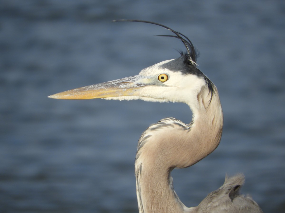 Great Blue Heron - ML158514611