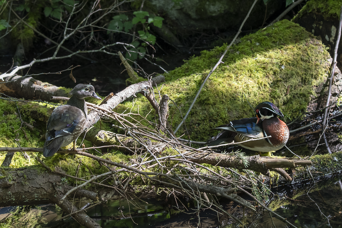 Wood Duck - ML158514651