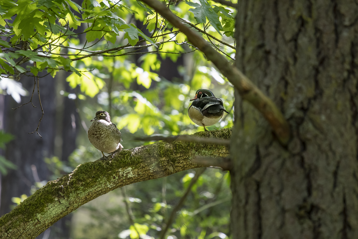 Wood Duck - ML158514701