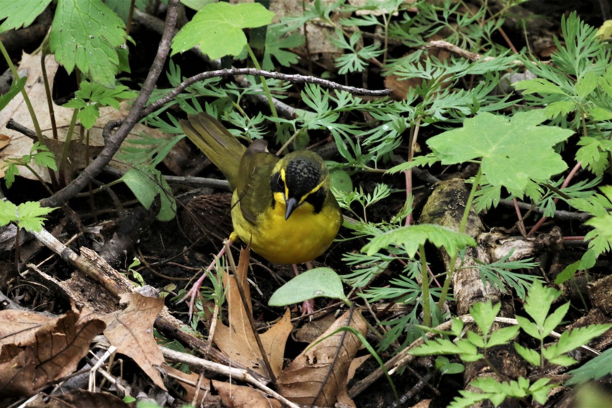 Kentucky Warbler - Donald A. Sutherland