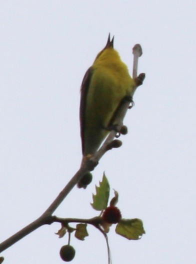 Blue-winged Warbler - ML158516761